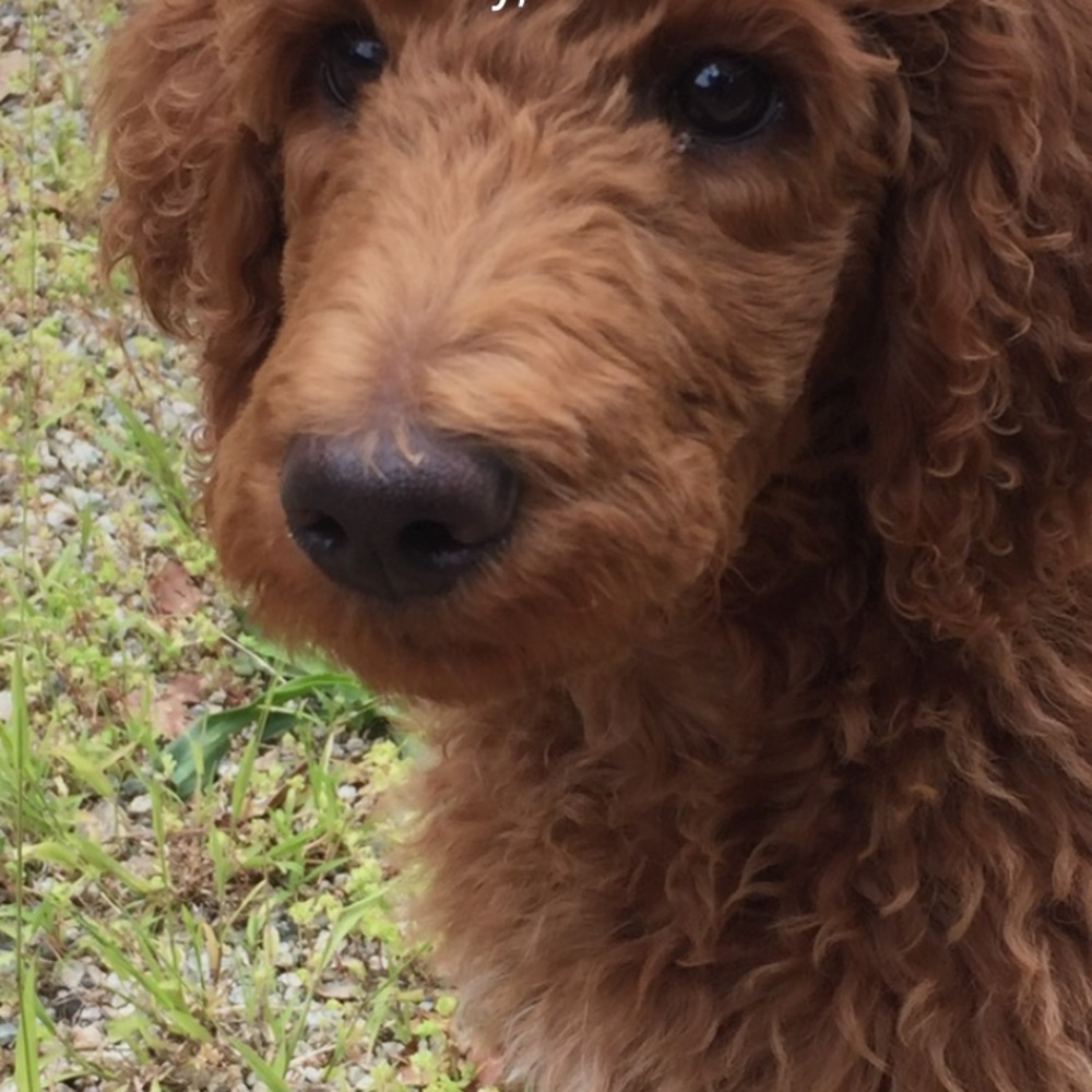 Meet your Posher, Lua